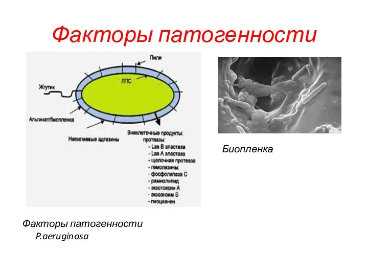 Факторы патогенности Факторы патогенности P.aeruginosa Биопленка