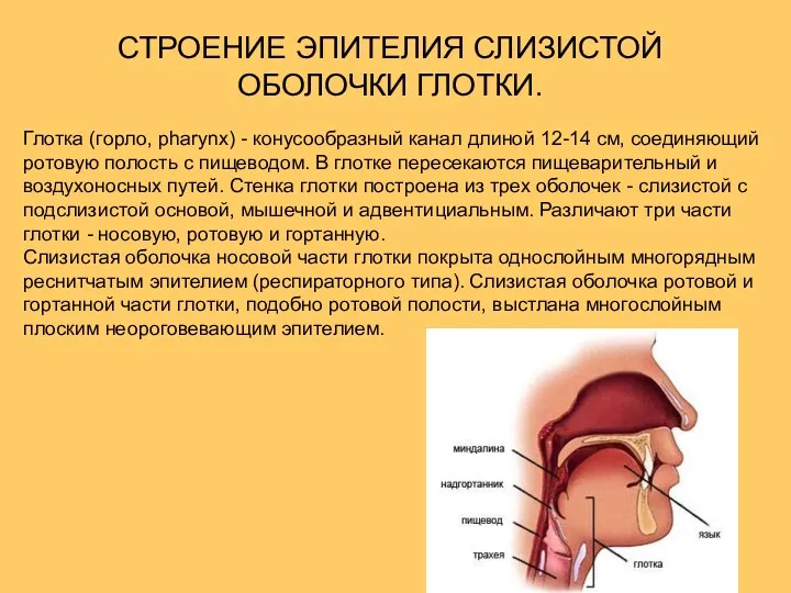 СТРОЕНИЕ ЭПИТЕЛИЯ СЛИЗИСТОЙ ОБОЛОЧКИ ГЛОТКИ. Глотка (горло, pharynx) - конусообразный