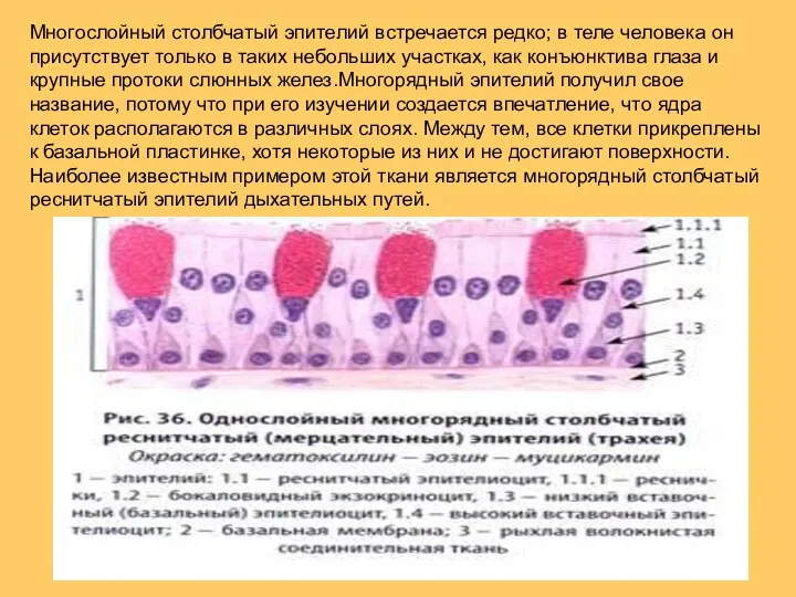 Многослойный столбчатый эпителий встречается редко; в теле человека он присутствует