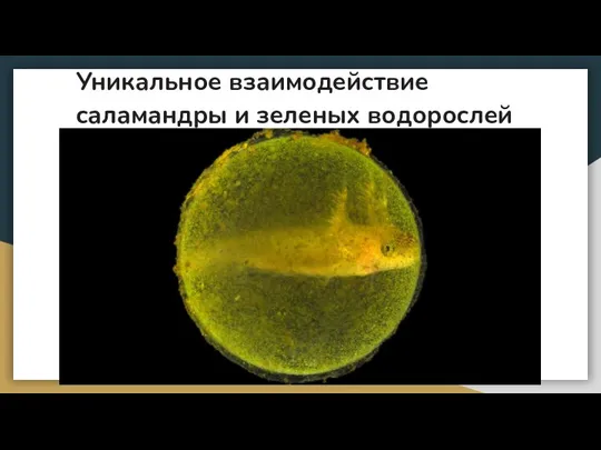 Уникальное взаимодействие саламандры и зеленых водорослей