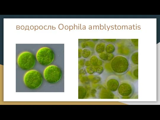 водоросль Oophila amblystomatis