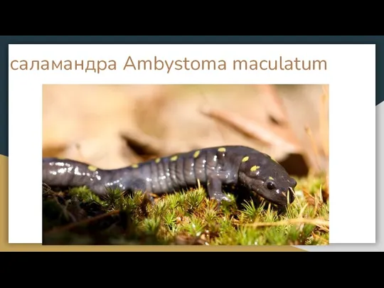 саламандра Ambystoma maculatum