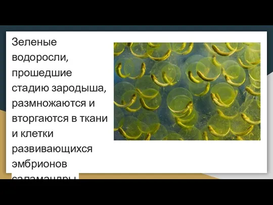 Зеленые водоросли, прошедшие стадию зародыша, размножаются и вторгаются в ткани и клетки развивающихся эмбрионов саламандры.