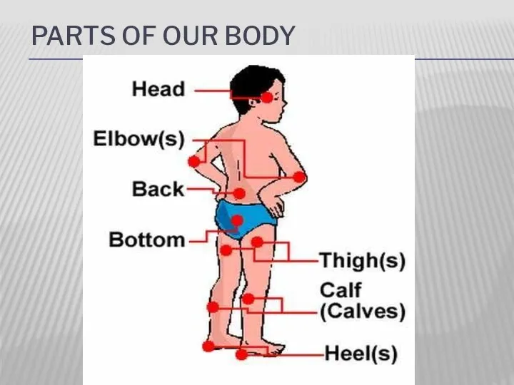 PARTS OF OUR BODY