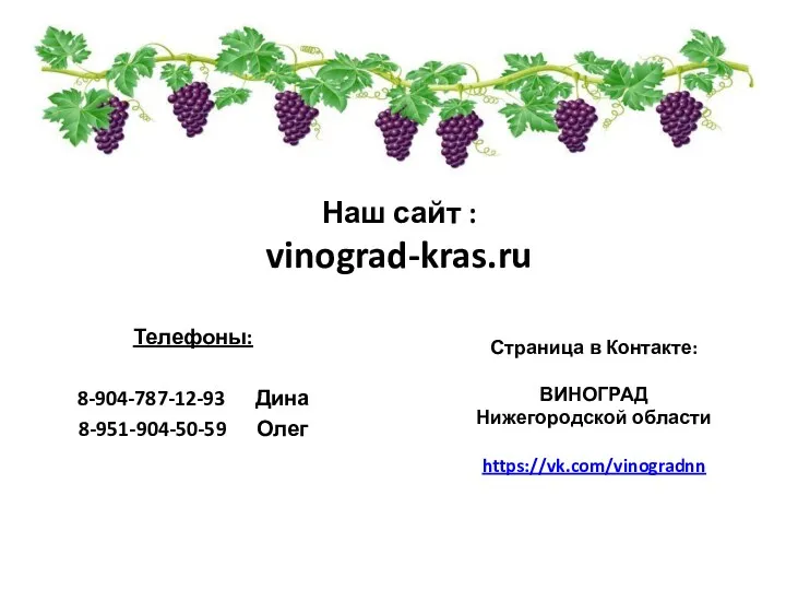 Наш сайт : vinograd-kras.ru Телефоны: 8-904-787-12-93 Дина 8-951-904-50-59 Олег Страница в Контакте: ВИНОГРАД Нижегородской области https://vk.com/vinogradnn