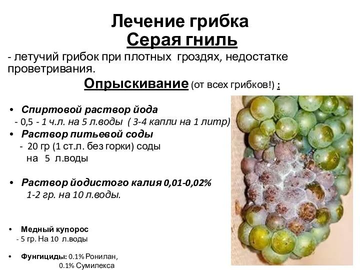 Лечение грибка Серая гниль - летучий грибок при плотных гроздях,