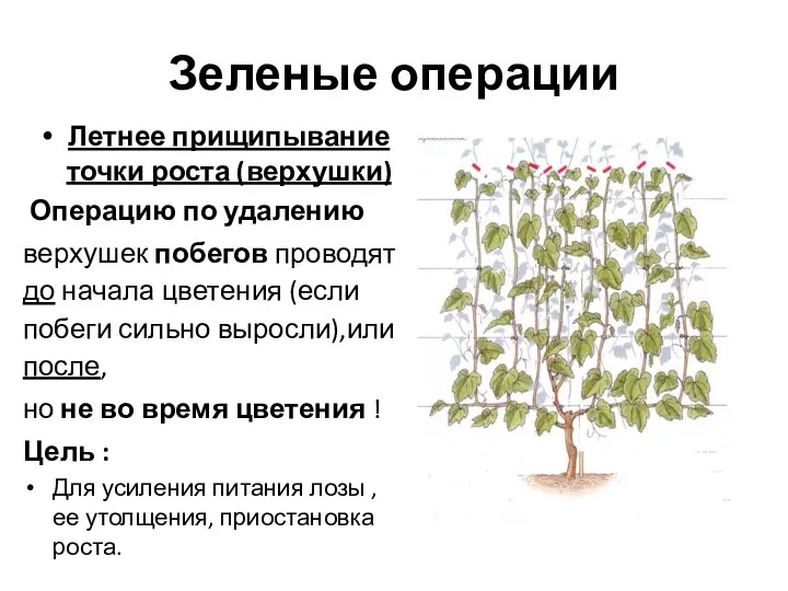 Зеленые операции Летнее прищипывание точки роста (верхушки) Операцию по удалению