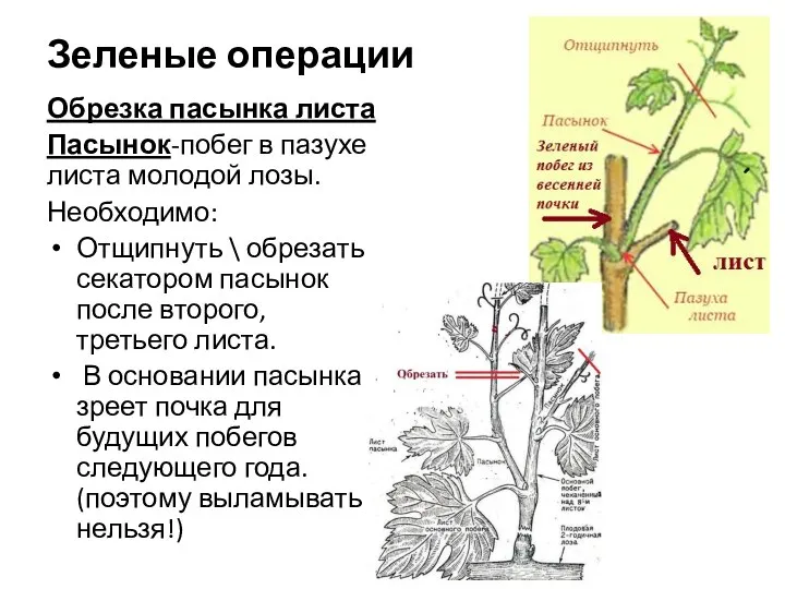 Зеленые операции Обрезка пасынка листа Пасынок-побег в пазухе листа молодой