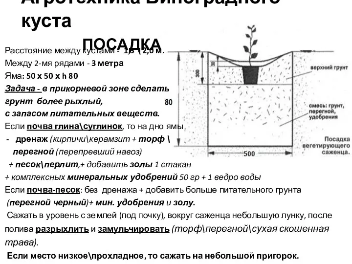 Агротехника Виноградного куста ПОСАДКА Расстояние между кустами - 1,5 \