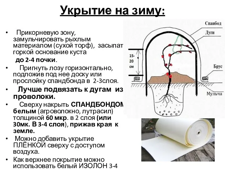 Укрытие на зиму: Прикорневую зону, замульчировать рыхлым материалом (сухой торф),