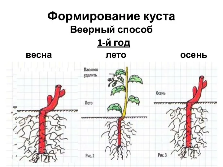 Формирование куста Веерный способ 1-й год весна лето осень