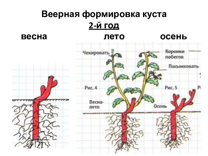 Веерная формировка куста 2-й год весна лето осень