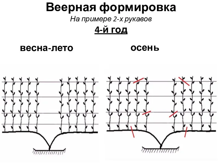 Веерная формировка На примере 2-х рукавов 4-й год весна-лето осень