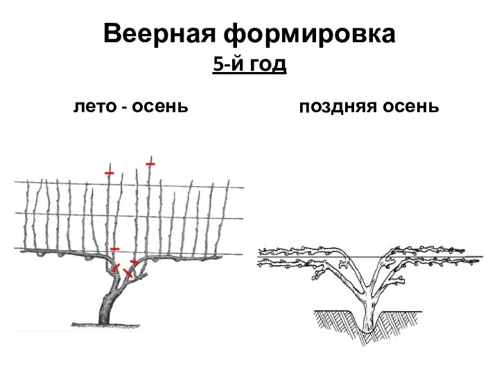 Веерная формировка 5-й год лето - осень поздняя осень