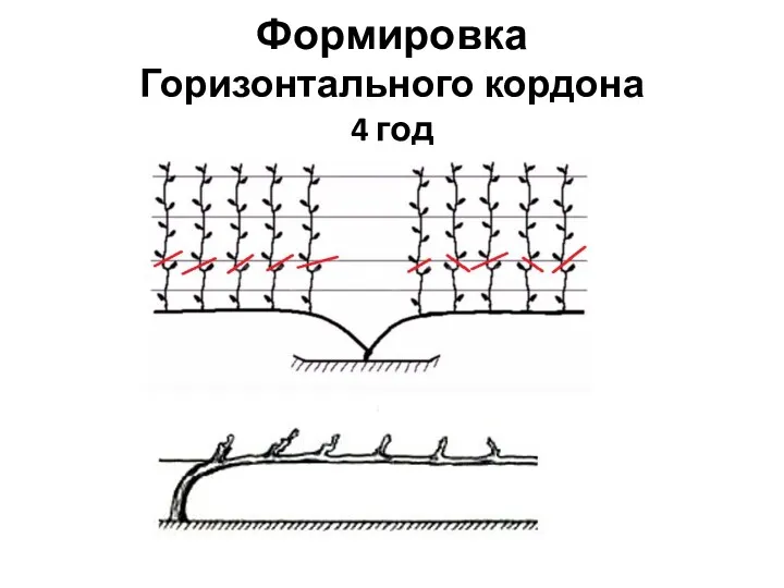 Формировка Горизонтального кордона 4 год