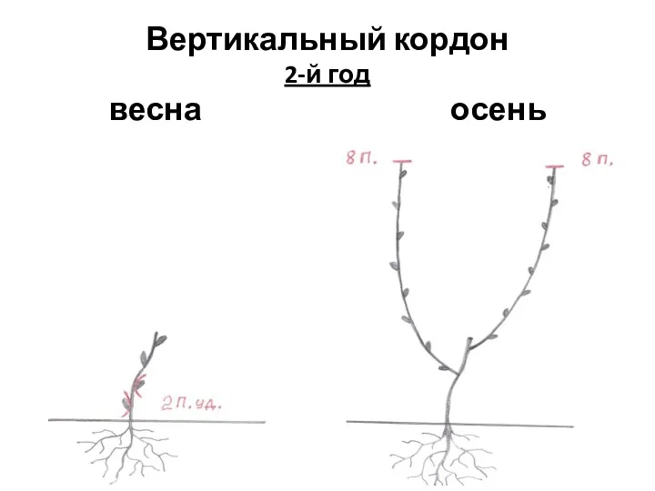 Вертикальный кордон 2-й год весна осень