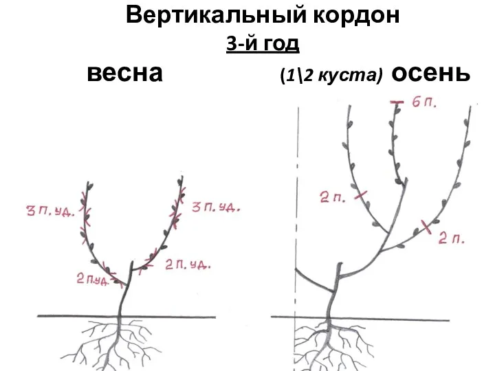 Вертикальный кордон 3-й год весна (1\2 куста) осень