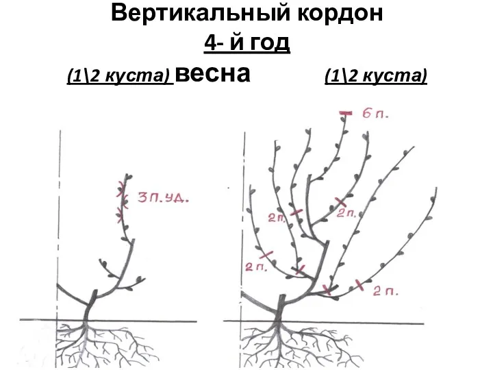 Вертикальный кордон 4- й год (1\2 куста) весна (1\2 куста) осень