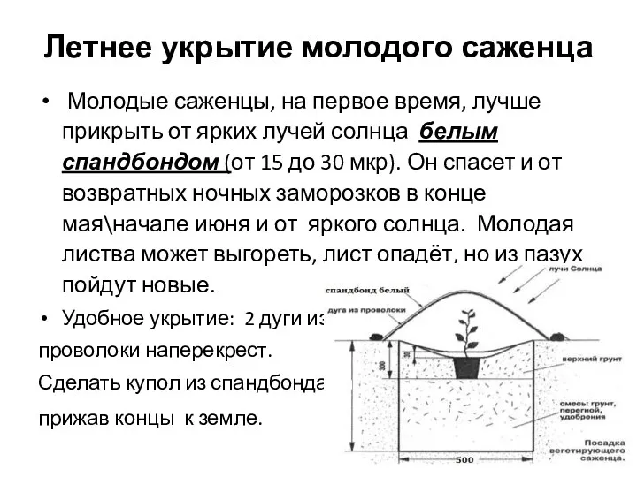 Летнее укрытие молодого саженца Молодые саженцы, на первое время, лучше