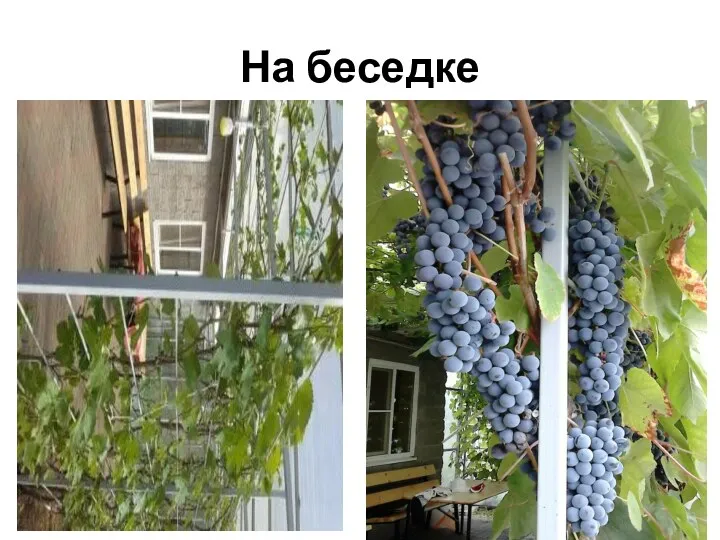 На беседке