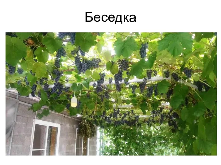 Беседка