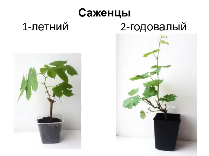 Саженцы 1-летний 2-годовалый