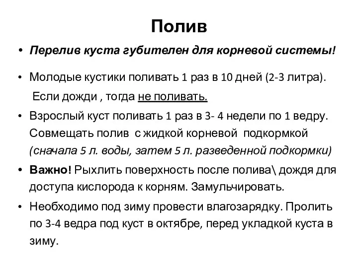 Полив Перелив куста губителен для корневой системы! Молодые кустики поливать