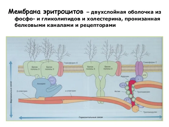 Мембрана эритроцитов – двухслойная оболочка из фосфо- и гликолипидов и холестерина, пронизанная белковыми каналами и рецепторами