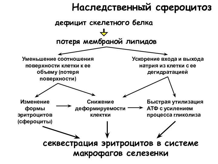 Наследственный сфероцитоз дефицит скелетного белка секвестрация эритроцитов в системе макрофагов