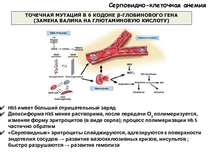 HbS имеет больший отрицательный заряд Деоксиформа HbS менее растворима, после