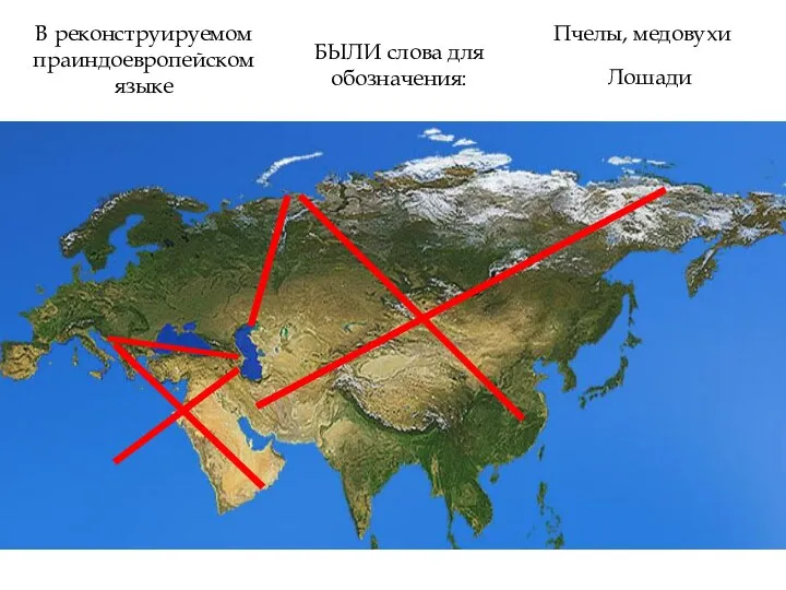 В реконструируемом праиндоевропейском языке БЫЛИ слова для обозначения: Пчелы, медовухи Лошади