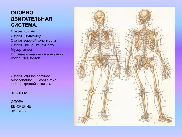 ОПОРНО-ДВИГАТЕЛЬНАЯ СИСТЕМА. Скелет головы. Скелет туловища Скелет верхней конечности Скелет