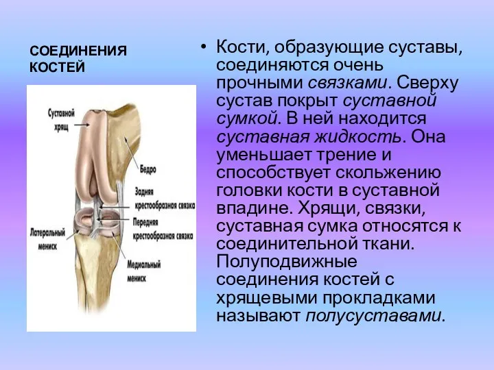 СОЕДИНЕНИЯ КОСТЕЙ Кости, образующие суставы, соединяются очень прочными связками. Сверху