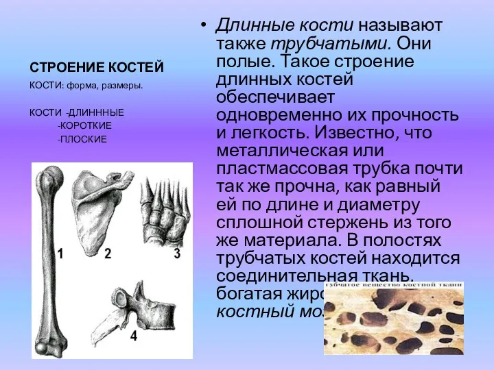 СТРОЕНИЕ КОСТЕЙ Длинные кости называют также трубчатыми. Они полые. Такое