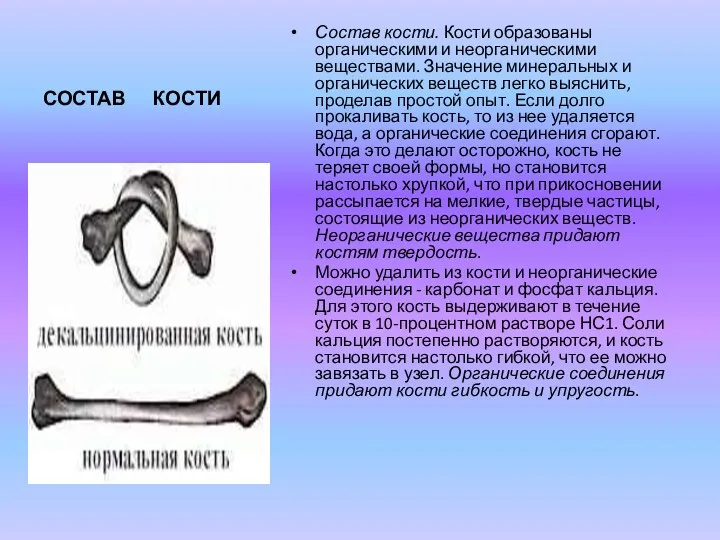 СОСТАВ КОСТИ Состав кости. Кости образованы органическими и неорганическими веществами.