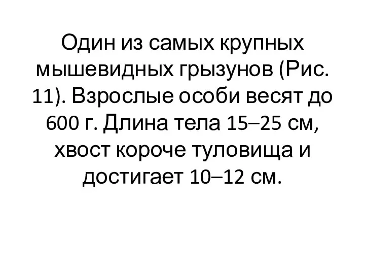 Один из самых крупных мышевидных грызунов (Рис. 11). Взрослые особи