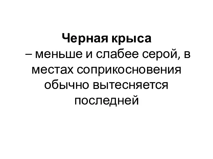 Черная крыса – меньше и слабее серой, в местах соприкосновения обычно вытесняется последней