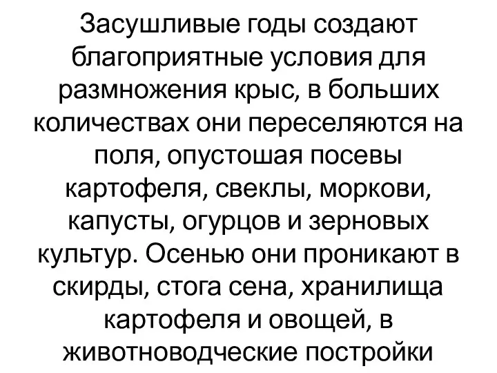 Засушливые годы создают благоприятные условия для размножения крыс, в больших