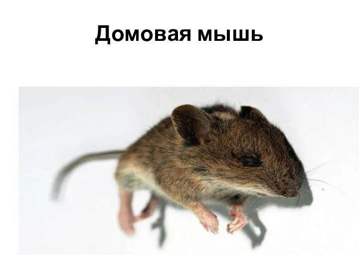 Домовая мышь