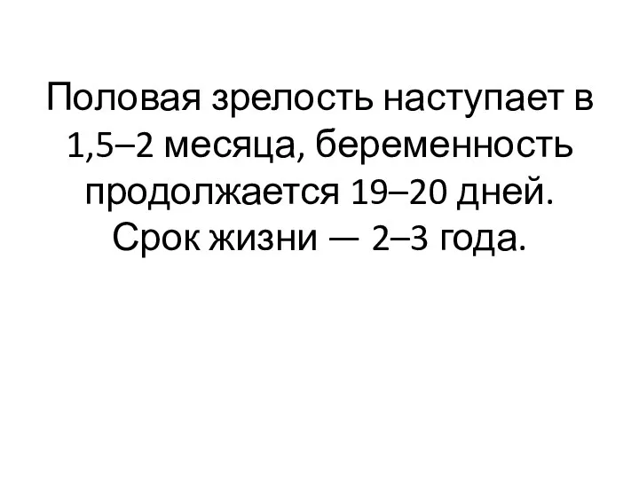 Половая зрелость наступает в 1,5–2 месяца, беременность продолжается 19–20 дней. Срок жизни — 2–3 года.