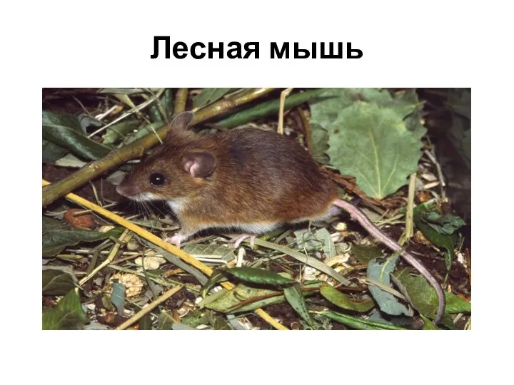 Лесная мышь