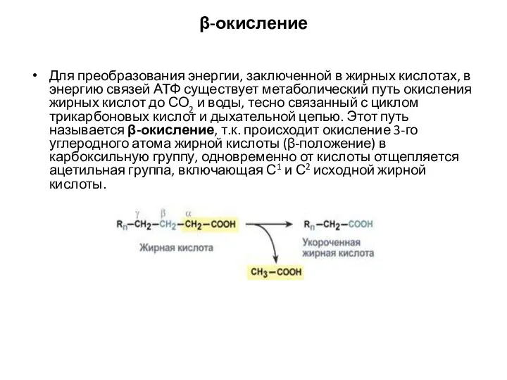 β-окисление Для преобразования энергии, заключенной в жирных кислотах, в энергию