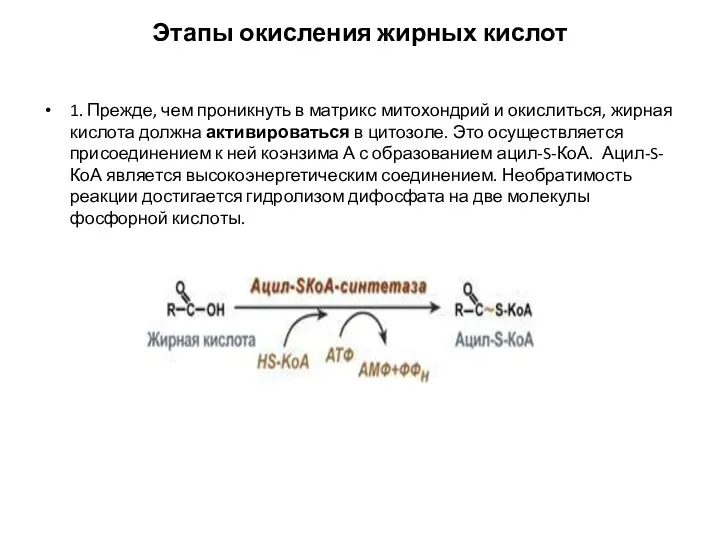 Этапы окисления жирных кислот 1. Прежде, чем проникнуть в матрикс