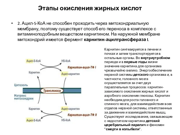 Этапы окисления жирных кислот 2. Ацил-S-КоА не способен проходить через