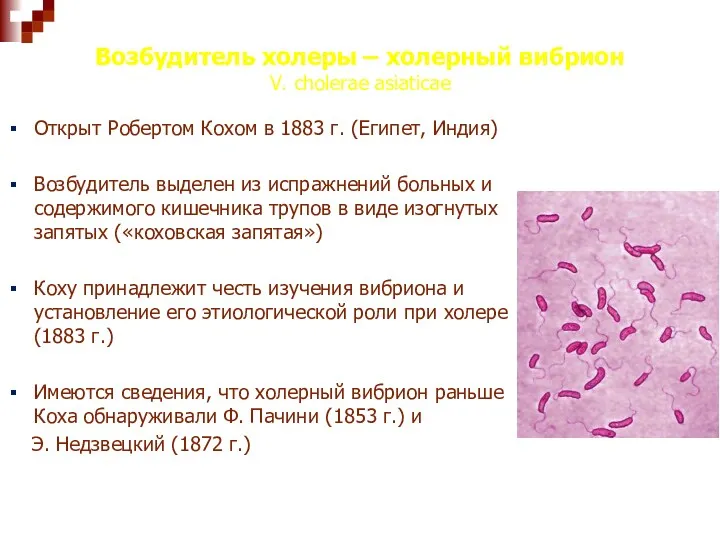 Возбудитель холеры – холерный вибрион V. cholerae asiaticae Открыт Робертом