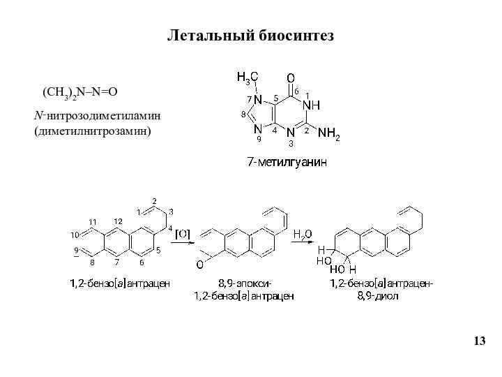 Летальный биосинтез 13 (CH3)2N–N=O N‑нитрозодиметиламин (диметилнитрозамин)