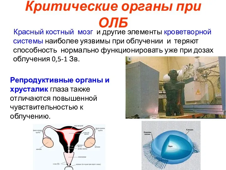 Критические органы при ОЛБ Красный костный мозг и другие элементы