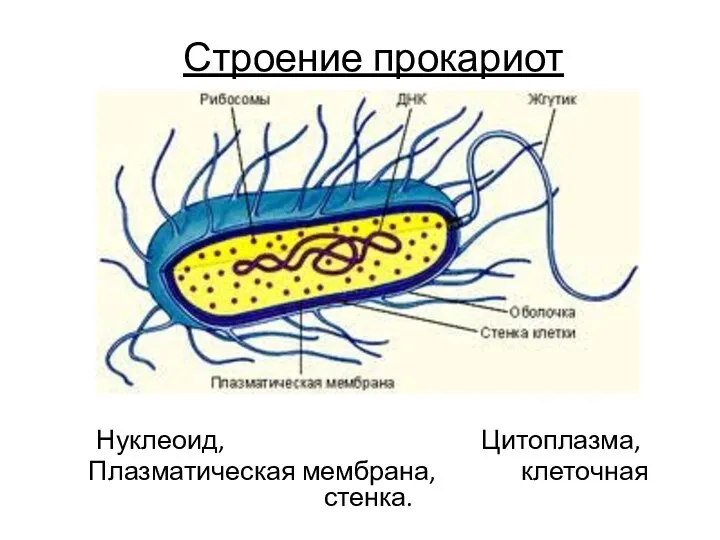 Строение прокариот Нуклеоид, Цитоплазма, Плазматическая мембрана, клеточная стенка.