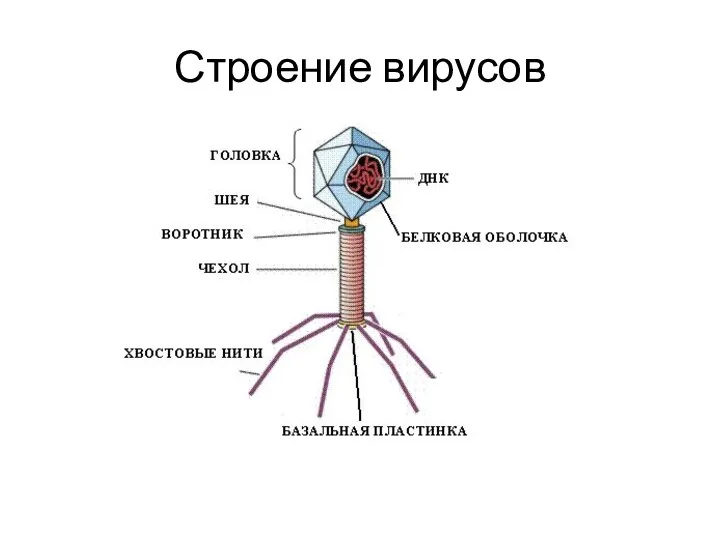 Строение вирусов