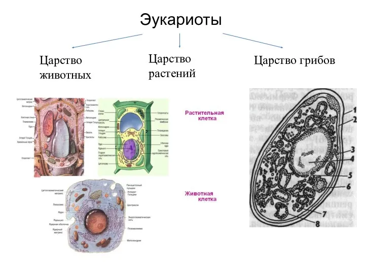 Эукариоты Царство животных Царство растений Царство грибов